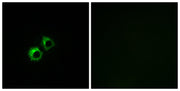 BT LAB manufacturer product image