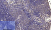 BT LAB manufacturer product image