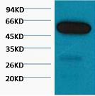 BT LAB manufacturer product image