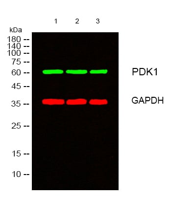 BT LAB manufacturer product image