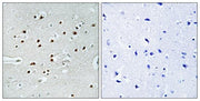 BT LAB manufacturer product image