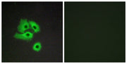 BT LAB manufacturer product image