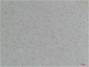 BT LAB manufacturer product image
