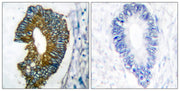 BT LAB manufacturer product image