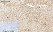BT LAB manufacturer product image