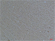 BT LAB manufacturer product image
