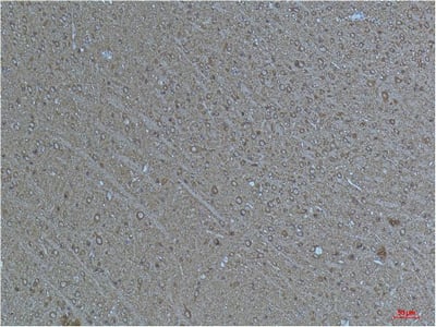 BT LAB manufacturer product image