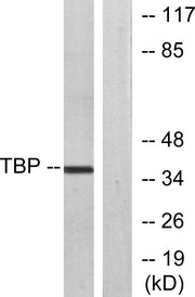 BT LAB manufacturer product image