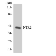 BT LAB manufacturer product image