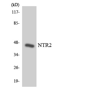 BT LAB manufacturer product image
