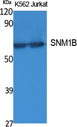 BT LAB manufacturer product image