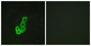 BT LAB manufacturer product image