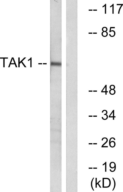BT LAB manufacturer product image