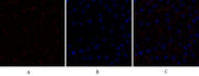 BT LAB manufacturer product image