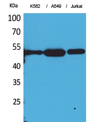 BT LAB manufacturer product image