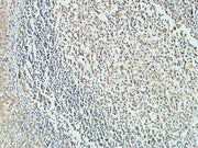 BT LAB manufacturer product image