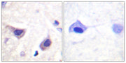 BT LAB manufacturer product image