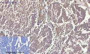BT LAB manufacturer product image