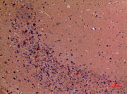 BT LAB manufacturer product image