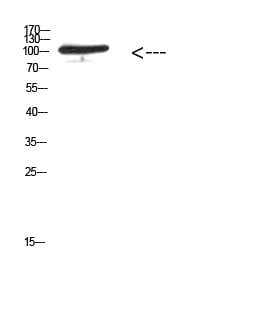 BT LAB manufacturer product image