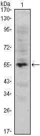 BT LAB manufacturer product image