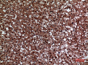 BT LAB manufacturer product image