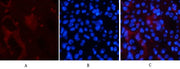 BT LAB manufacturer product image