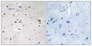 BT LAB manufacturer product image