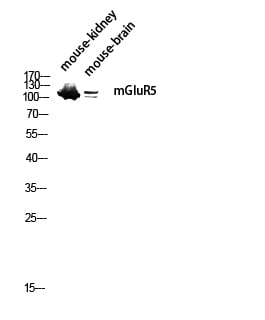 BT LAB manufacturer product image