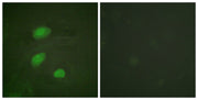 BT LAB manufacturer product image