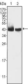 BT LAB manufacturer product image