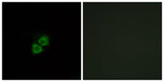 BT LAB manufacturer product image