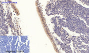 BT LAB manufacturer product image