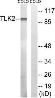 BT LAB manufacturer product image