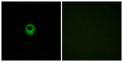 BT LAB manufacturer product image