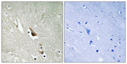BT LAB manufacturer product image