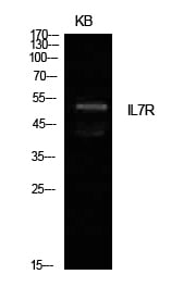 BT LAB manufacturer product image