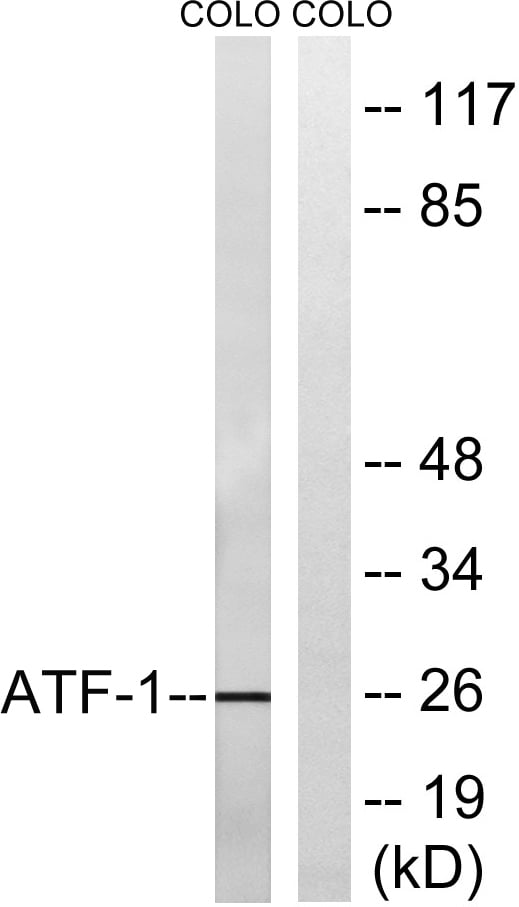 BT LAB manufacturer product image