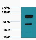 BT LAB manufacturer product image