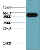 BT LAB manufacturer product image