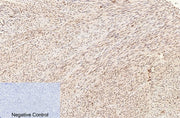 BT LAB manufacturer product image