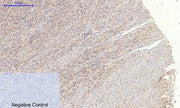 BT LAB manufacturer product image