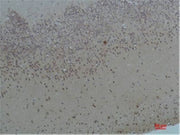 BT LAB manufacturer product image