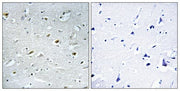BT LAB manufacturer product image