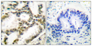 BT LAB manufacturer product image