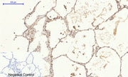 BT LAB manufacturer product image