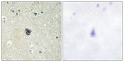 BT LAB manufacturer product image