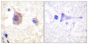 BT LAB manufacturer product image