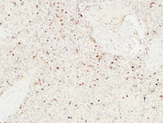 BT LAB manufacturer product image