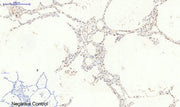 BT LAB manufacturer product image